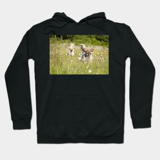 Wild daisies Spinoni Hoodie